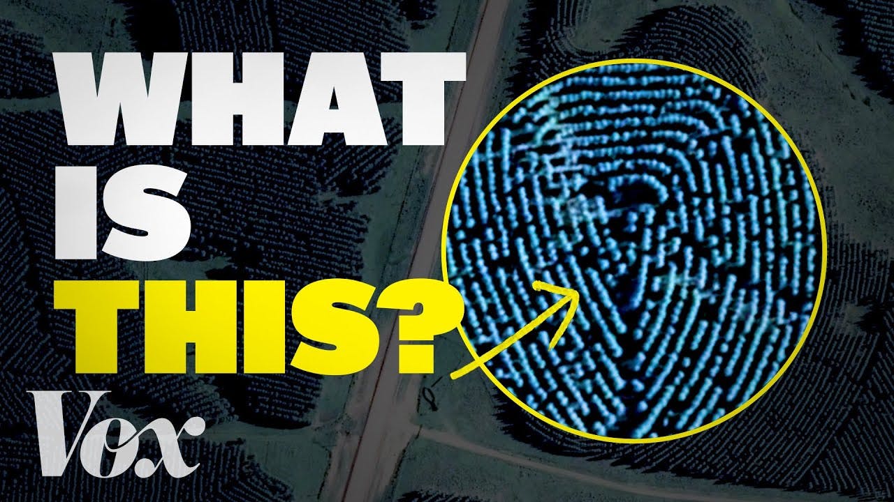 Why does this forest look like a fingerprint?
